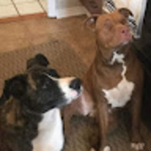 Meet your Posher, Tara